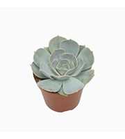 Echeveria lila china 8,5 cm