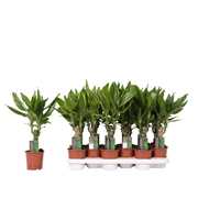 Dracaena mix Golden Coast and Steudneri Green, 11 