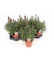 Antirrhinum Majus Red