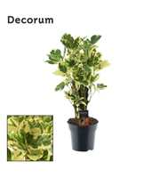 Croton Eburneum vertakt (Decorum)