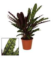 Calathea 17cm Insigne (Lancifolia)