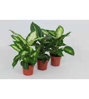 Purify Dieffenbachia Gemengd 12 cm