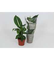 Purify Dieffenbachia Green Magic 12 cm