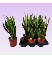 Sansevieria trifasciata 'Laurentii' 60cm