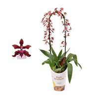 Oncidium 'Cherry Baby' boog 12 cm met blad spikel