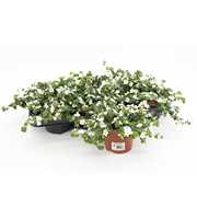 Bacopa Sutera White Showers