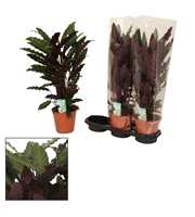 Calathea 19cm Wavestar (Rufibarba)