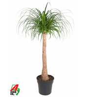 Beaucarnea stam P32 - 3ft