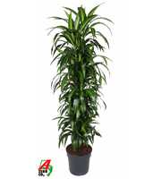 Dracaena Hawaiiana vertakt P34