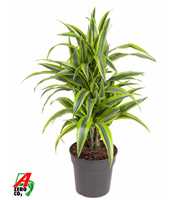 Dracaena Lemon Lime vertakt P21