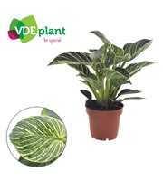 Philodendron White Wave