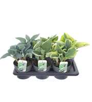 Hosta mix