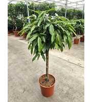 Ficus Amstel King