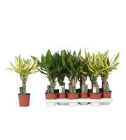 Dracaena mix Yellow Coast and Steudneri Green, 11 