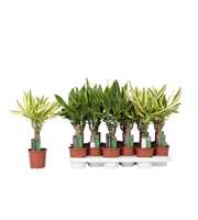 Dracaena mix Golden Coast and Yellow Coast, 11 cm 