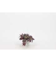 Tradescantia zebrina 'Violet Hill' Small swing