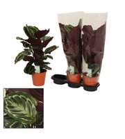 Calathea 19cm Medaillon