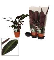 Calathea 19cm Warcewiczii