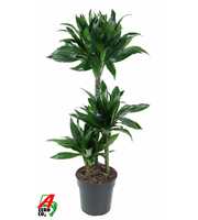 Dracaena Green Jewel 60-30-15