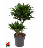 Dracaena Compacta 30-10