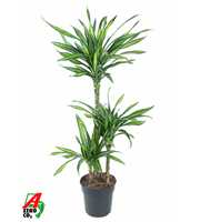 Dracaena Riki 60-30-15