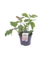 Anemone Rose