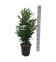 Prunus laur. 'Renault Ace' ®