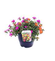 Portulaca Summer Stars mix 1 in pot