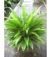 Asplenium gemengd