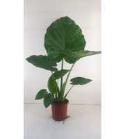 Alocasia macrorrhiza