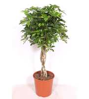 Schefflera Gold Capella