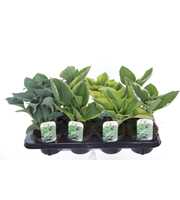 Hosta mix