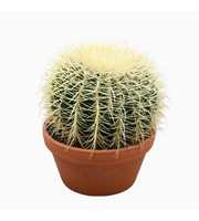 Echinocactus grusonii 20 cm