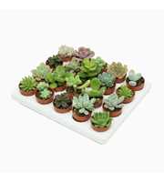 Succulent mini mix 3 cm