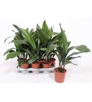 Aspidistra elatior