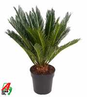 Cycas Revoluta P21