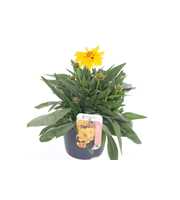 Coreopsis grand. Early Sunrise