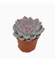 Echeveria hercules 8,5 cm