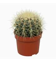 Echinocactus grusonii 10,5 cm