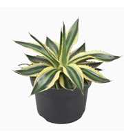 Agave lophanta `Quadricolour` 13 cm
