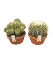 Bolcactus mix 23 cm