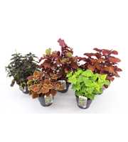 Coleus Mix