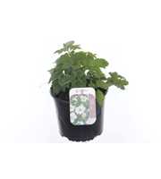 Anemone Wit