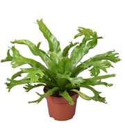 Asplenium Crissie