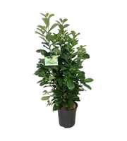 Prunus laur. 'Etna'