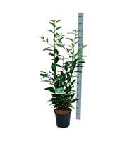 Prunus laur. 'Genolia' ®