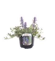 Ajuga reptans Burgundy Glow