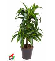 Dracaena Hawaiian 45-carrousel