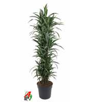 Dracaena Ulises vertakt P34