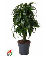 Dracaena Dorado vertakt P21